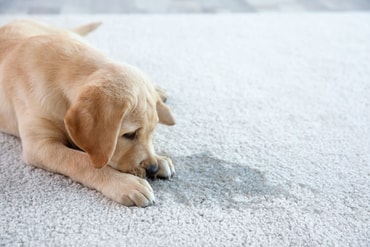 Nettoyage de tapis et suppression des odeurs d'urine des animaux de compagnie à Trois Rivieres