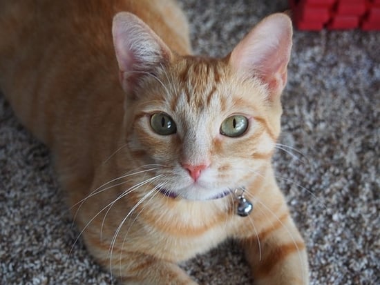 Comment nettoyer l'urine de chat sur une carpette, moquette ou un tapis. Nettoyage de Tapis Trois-Rivières vous conseille.